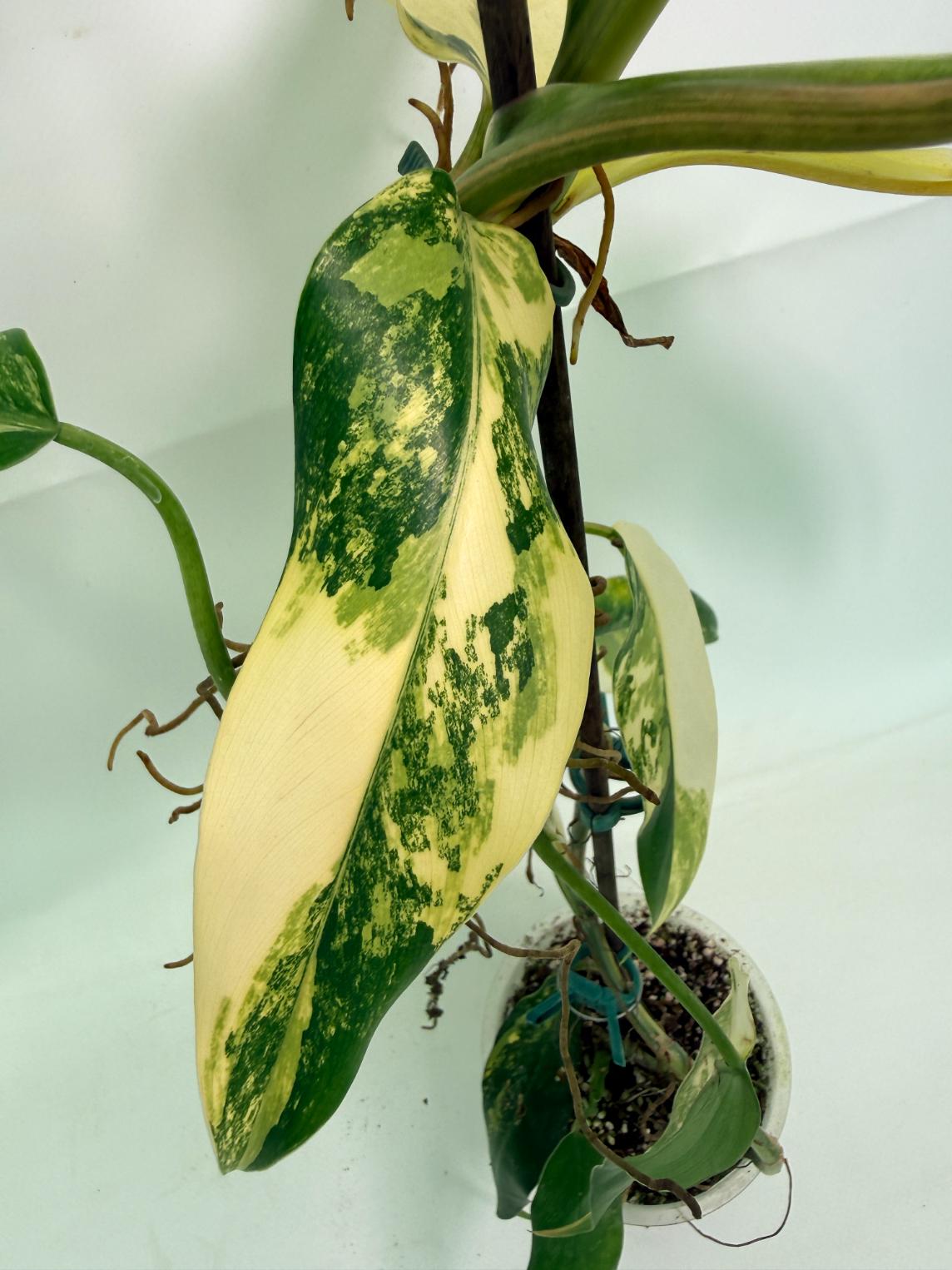 Philodendron Domesticum Variegata 08