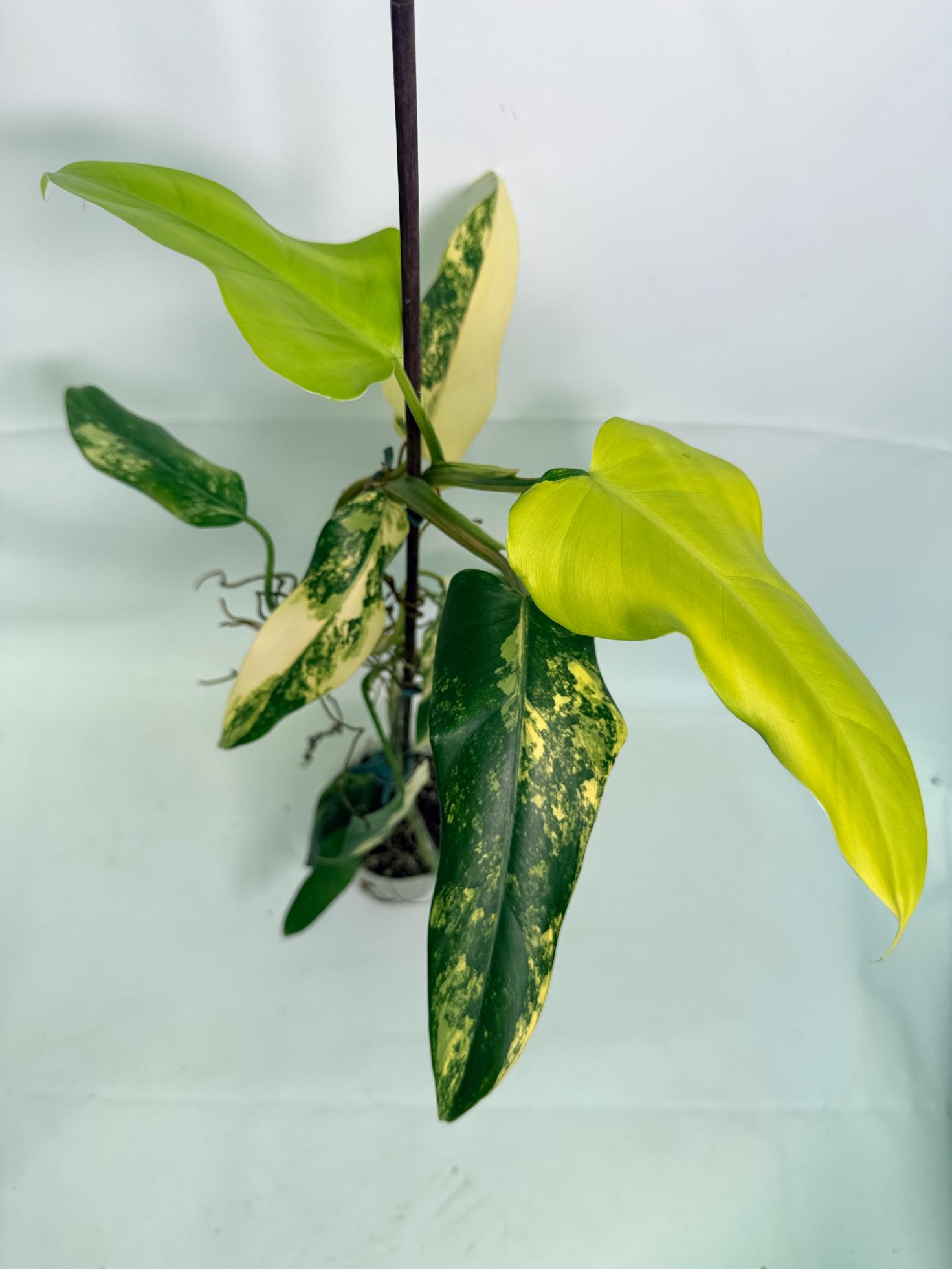 Philodendron Domesticum Variegata 09
