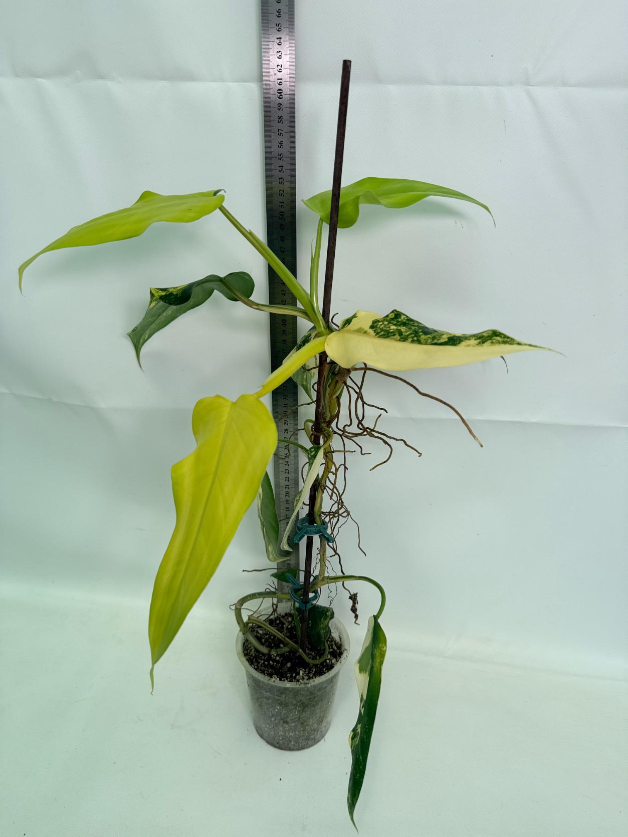 Philodendron Domesticum Variegata 01