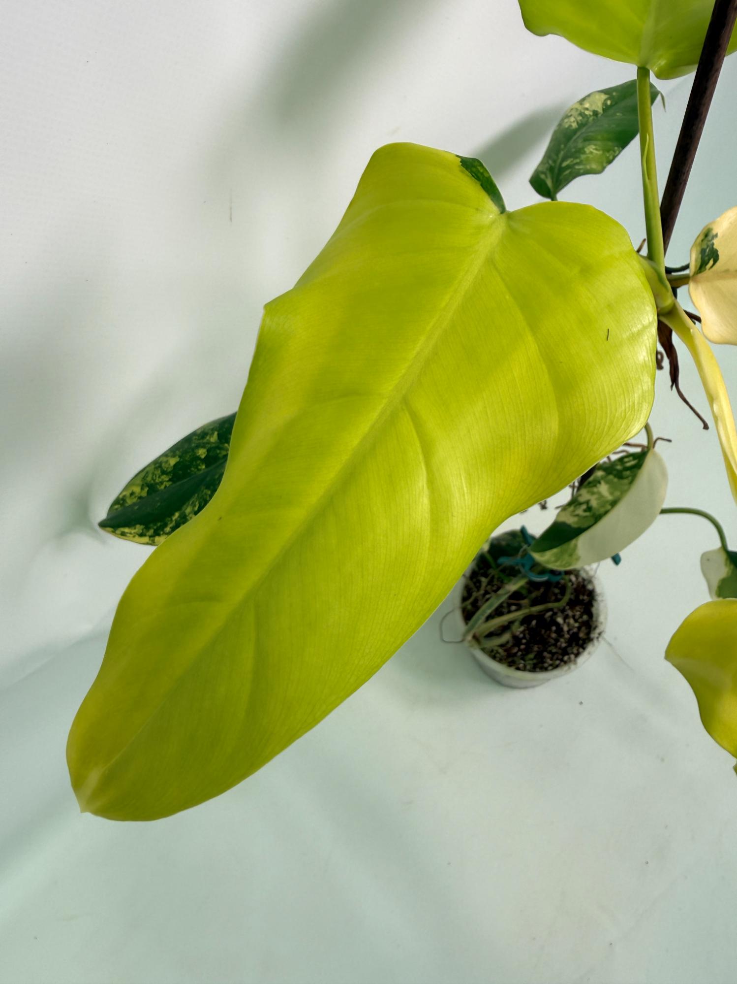 Philodendron Domesticum Variegata 03