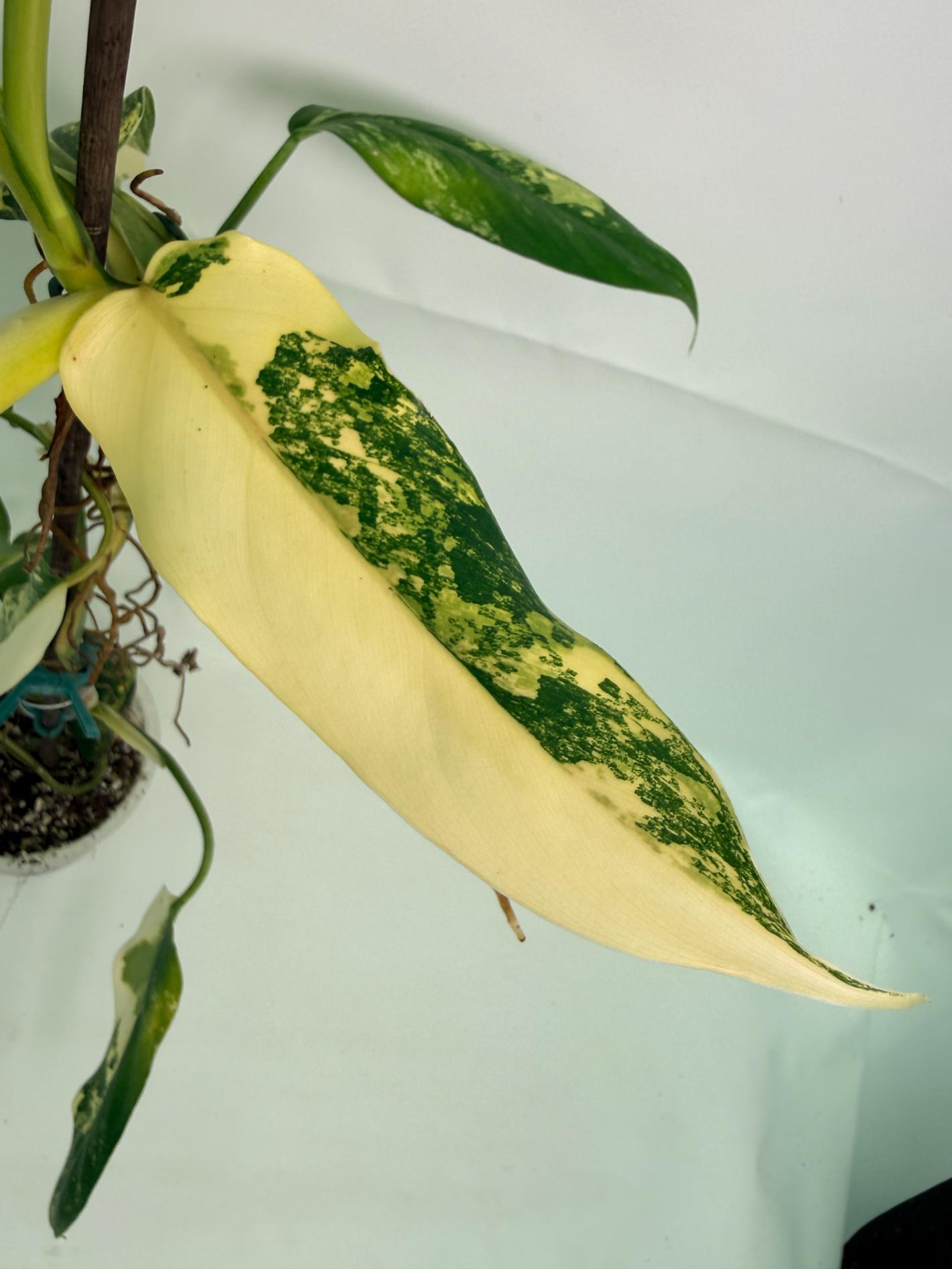 Philodendron Domesticum Variegata 04