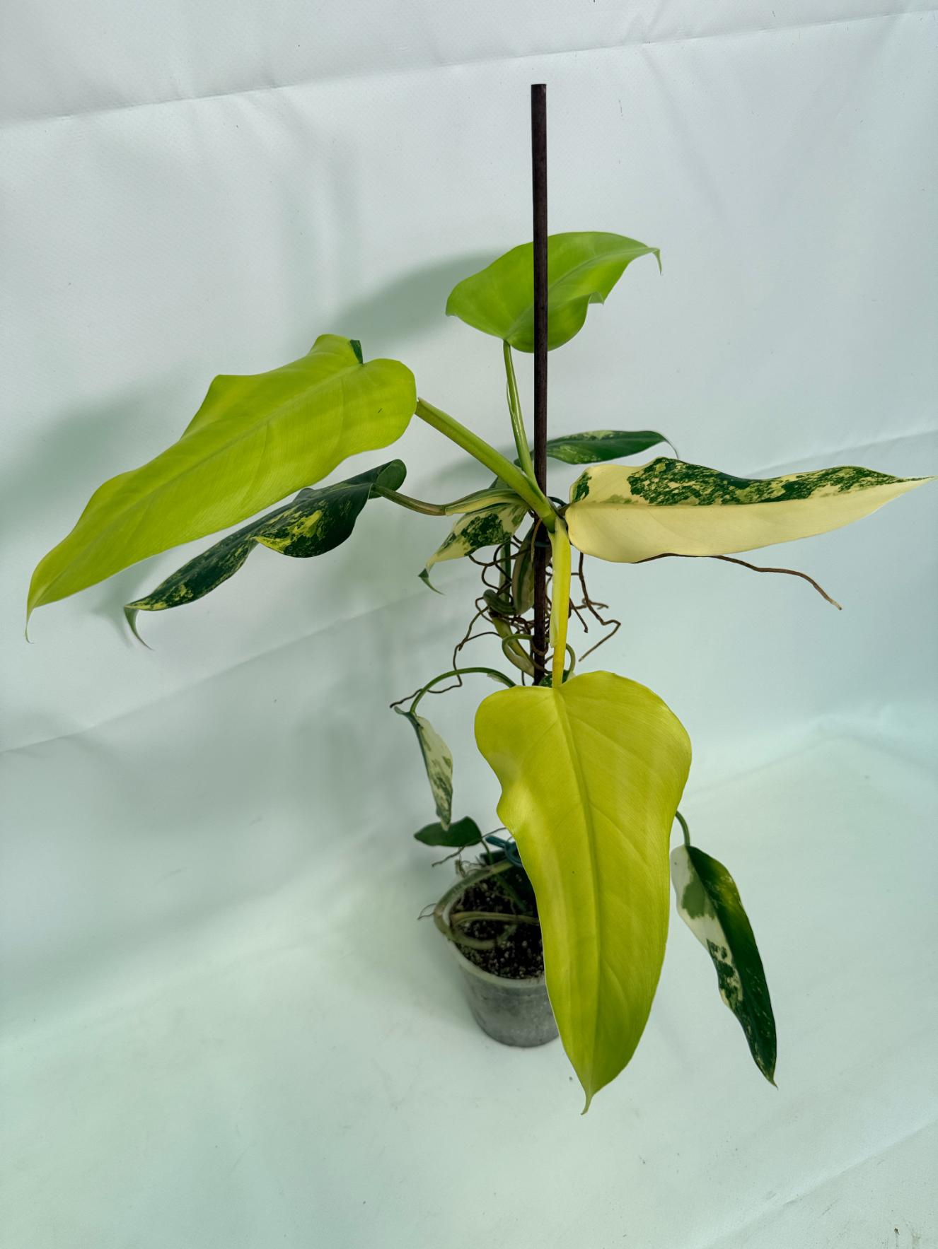 Philodendron Domesticum Variegata 05