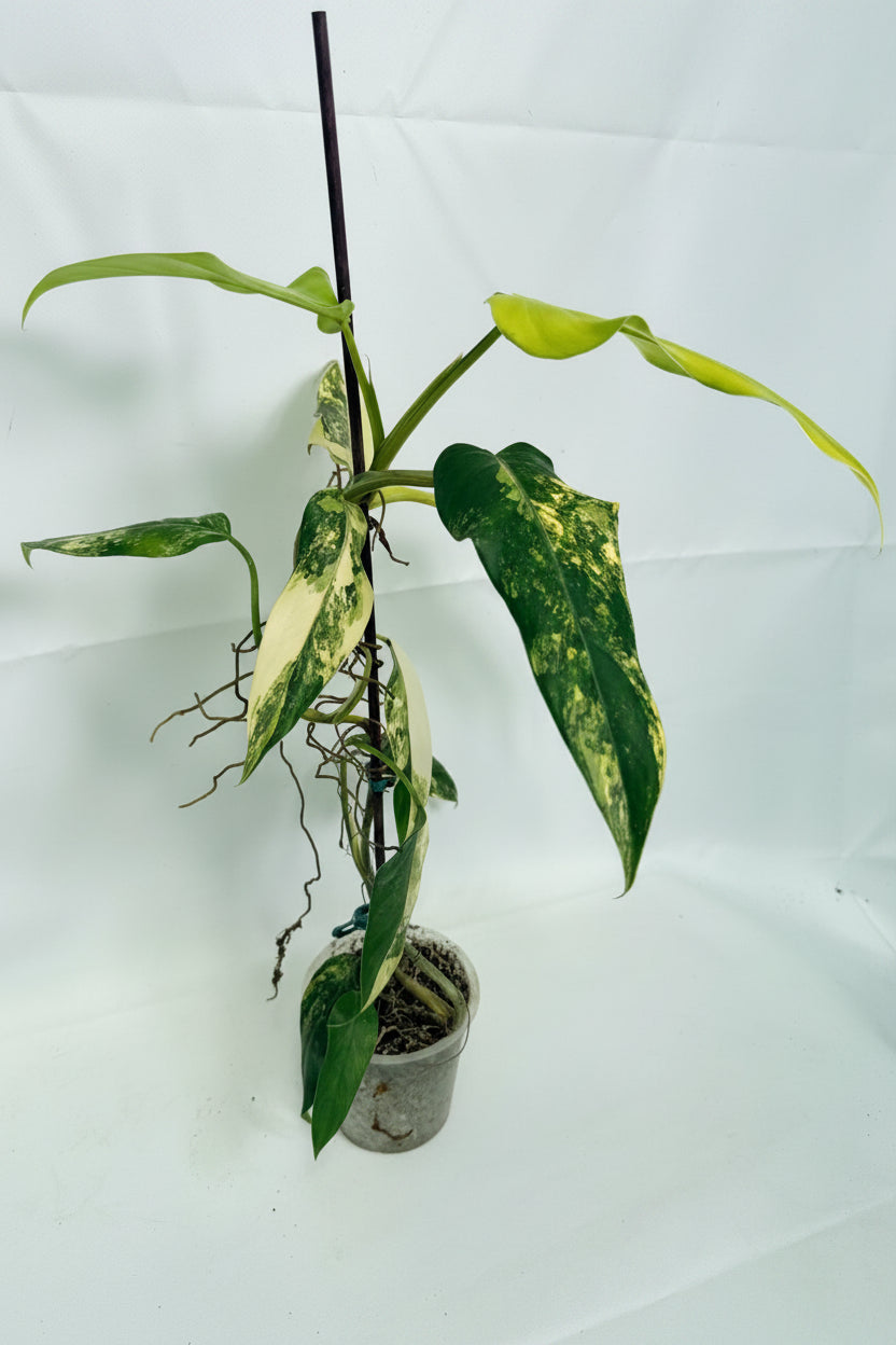 Philodendron Domesticum Variegata 06