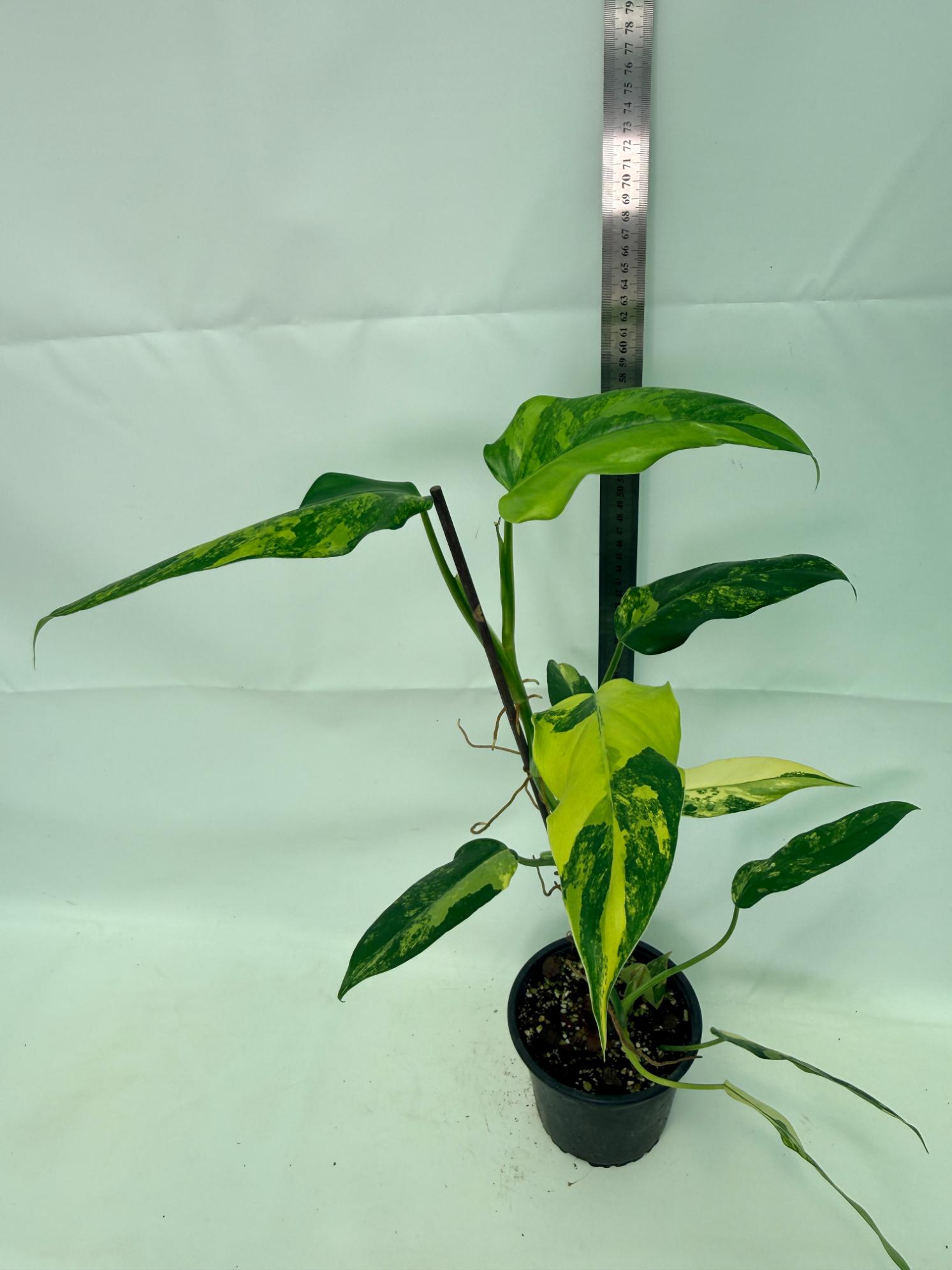 Philodendron Domesticum Variegata 10