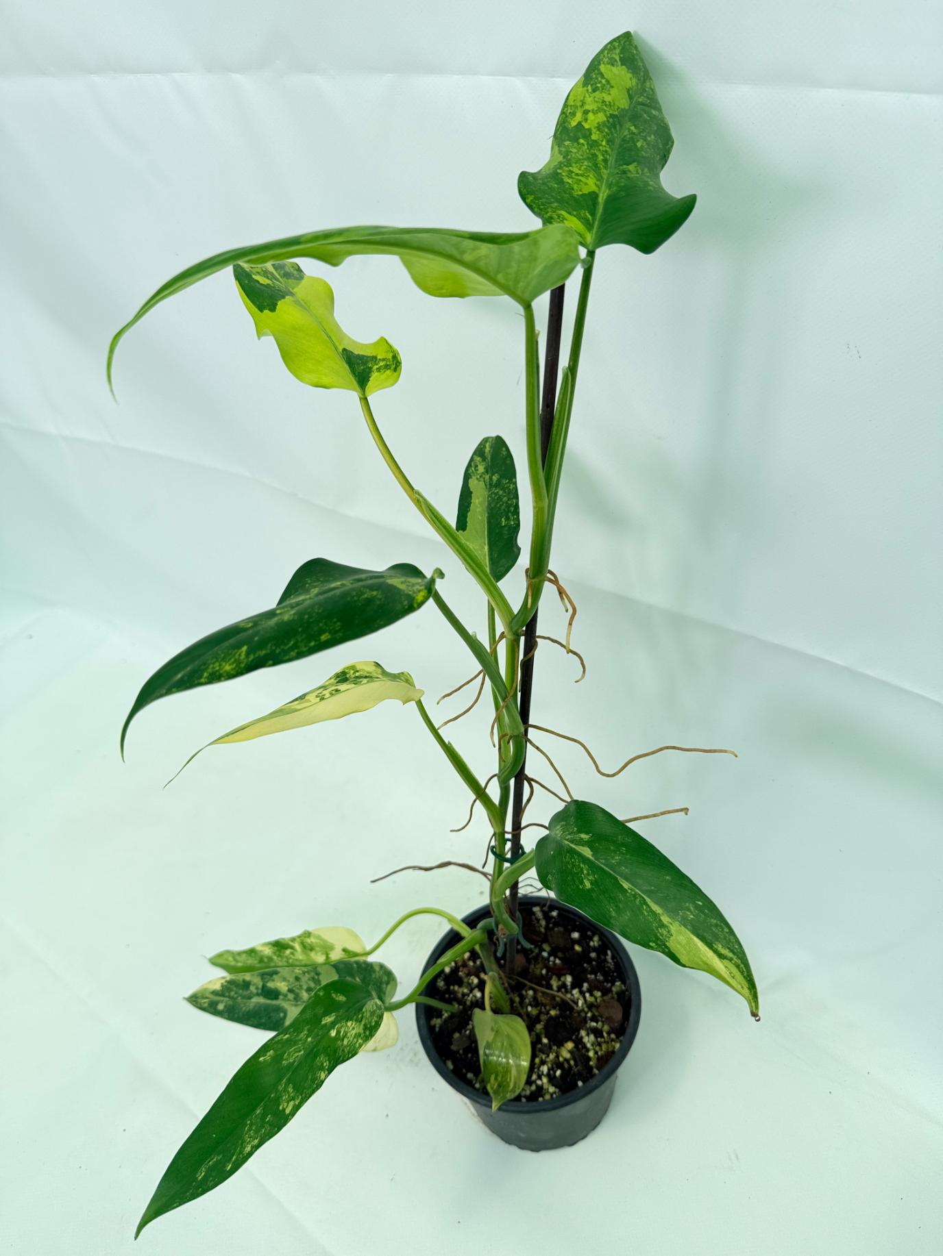 Philodendron Domesticum Variegata 09
