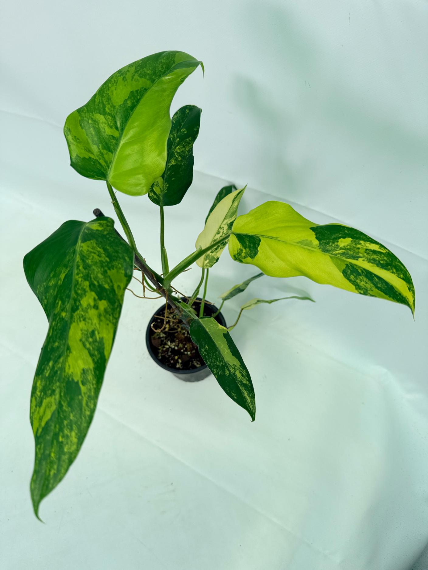 Philodendron Domesticum Variegata 01