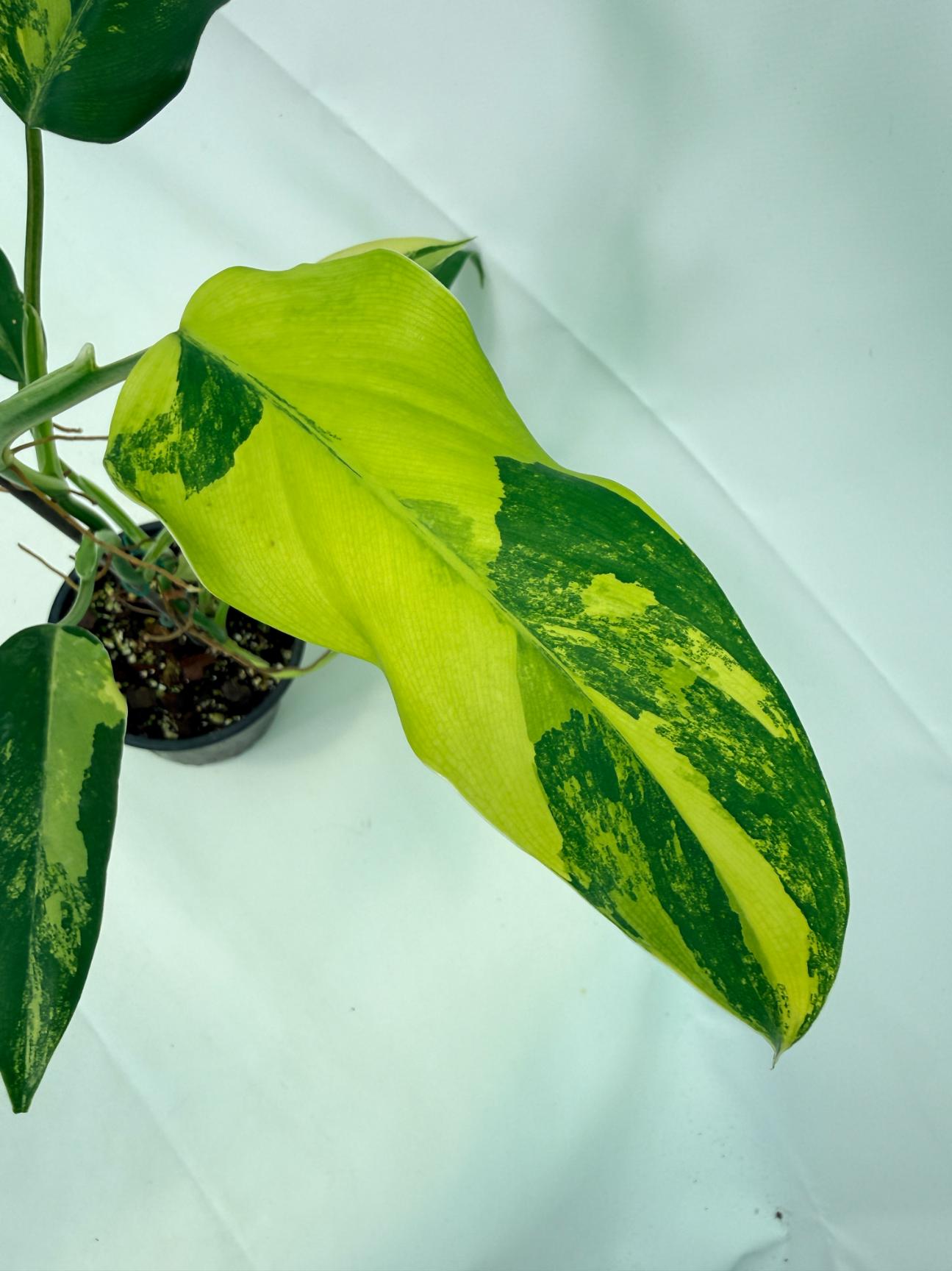 Philodendron Domesticum Variegata 03