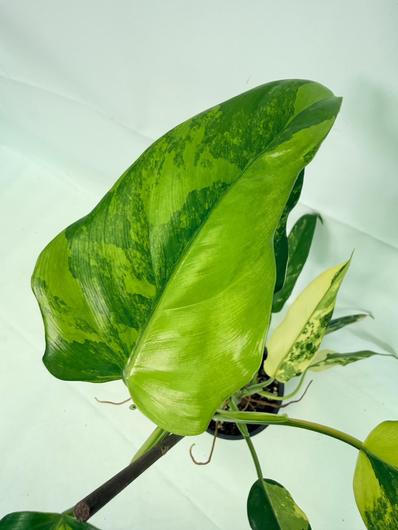 Philodendron Domesticum Variegata 04