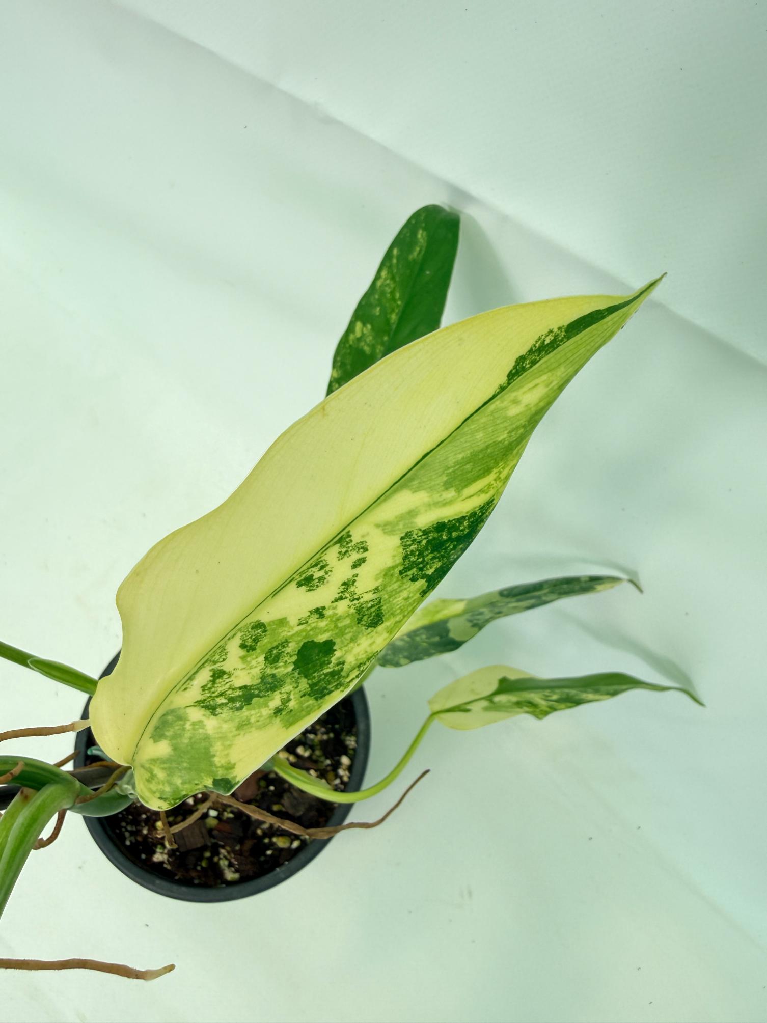 Philodendron Domesticum Variegata 05
