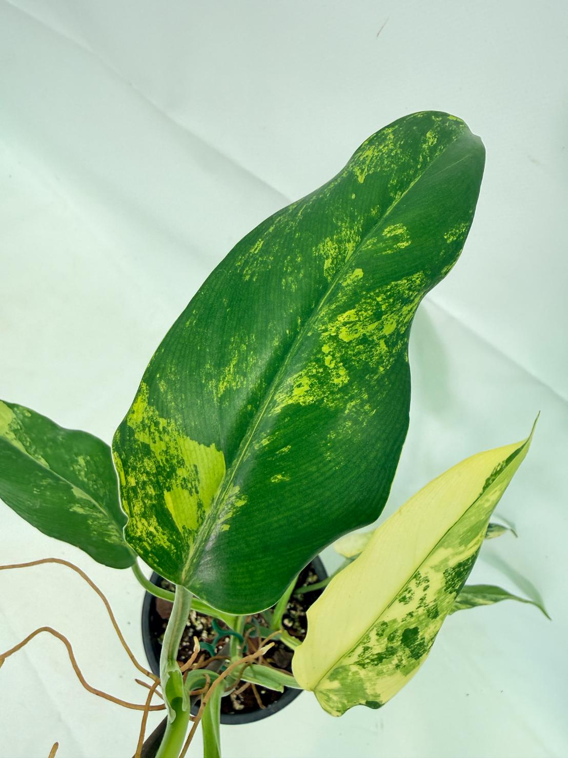 Philodendron Domesticum Variegata 07