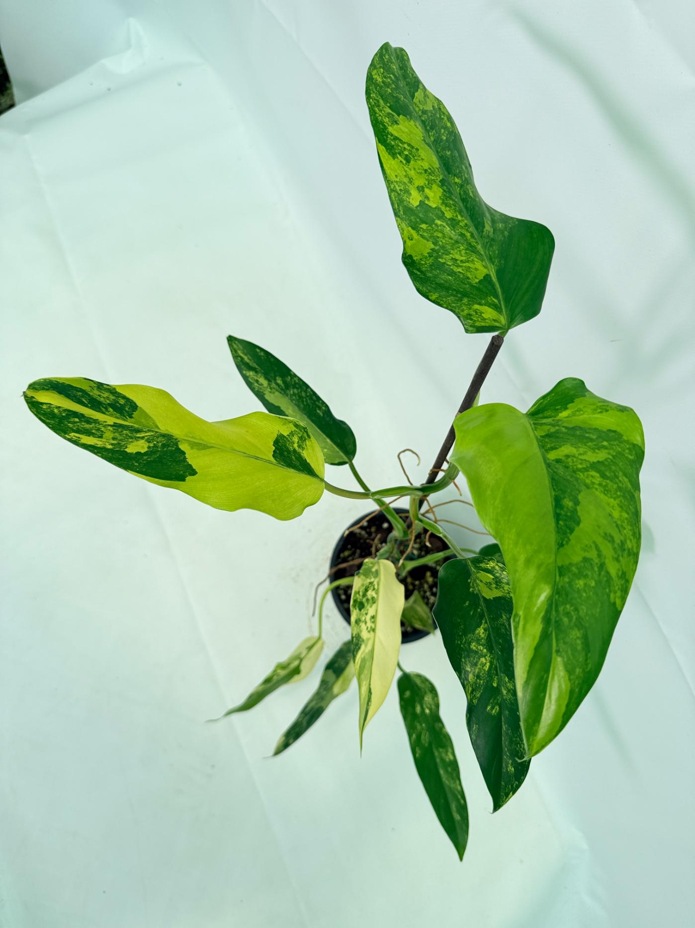 Philodendron Domesticum Variegata 08