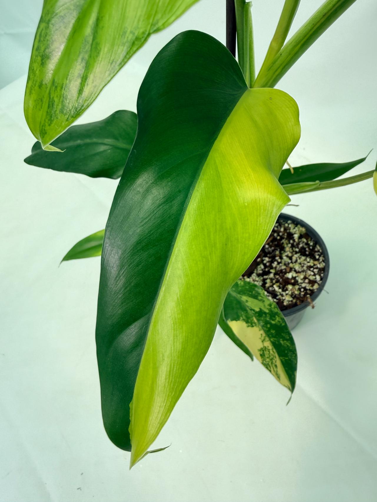 Philodendron Domesticum Variegata 06