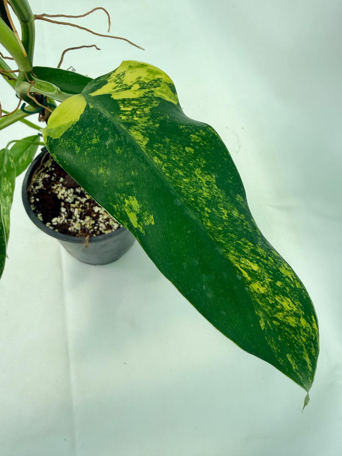 Philodendron Domesticum Variegata 07