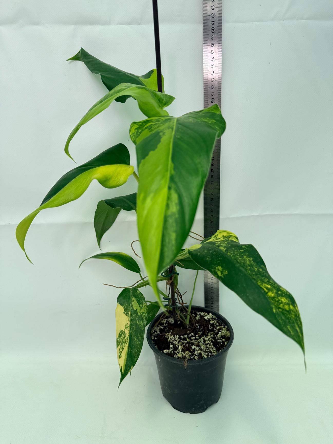 Philodendron Domesticum Variegata 08
