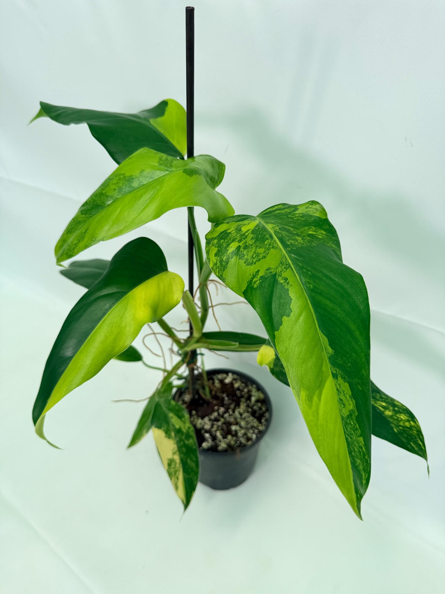 Philodendron Domesticum Variegata 01
