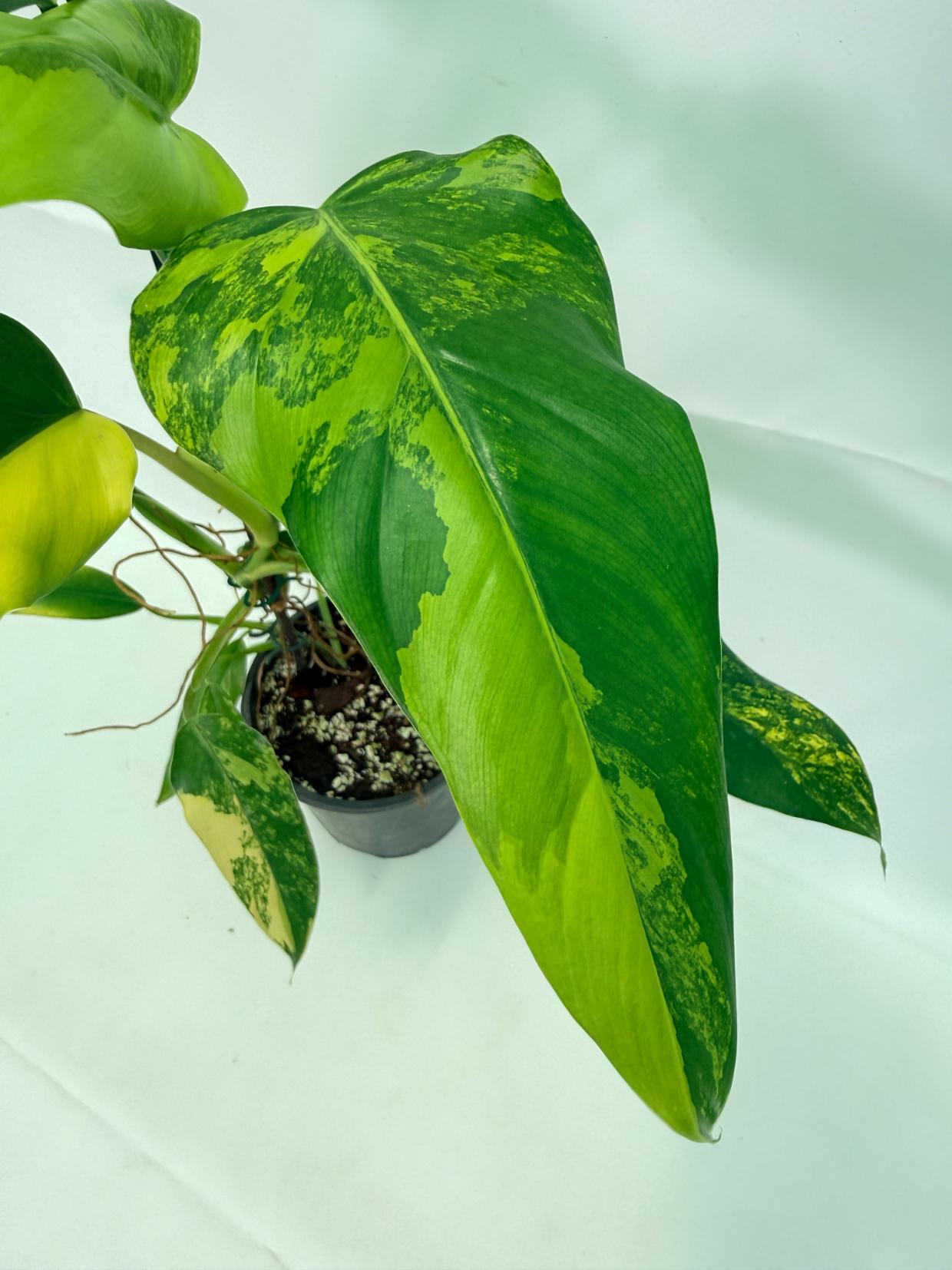 Philodendron Domesticum Variegata 02