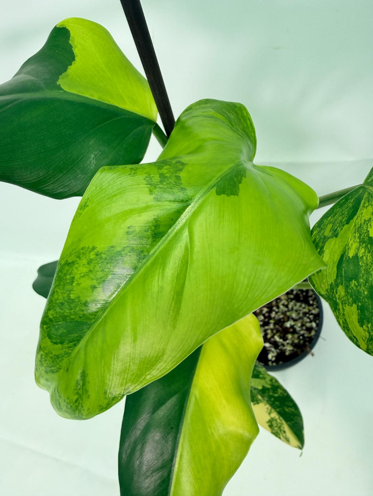 Philodendron Domesticum Variegata 03