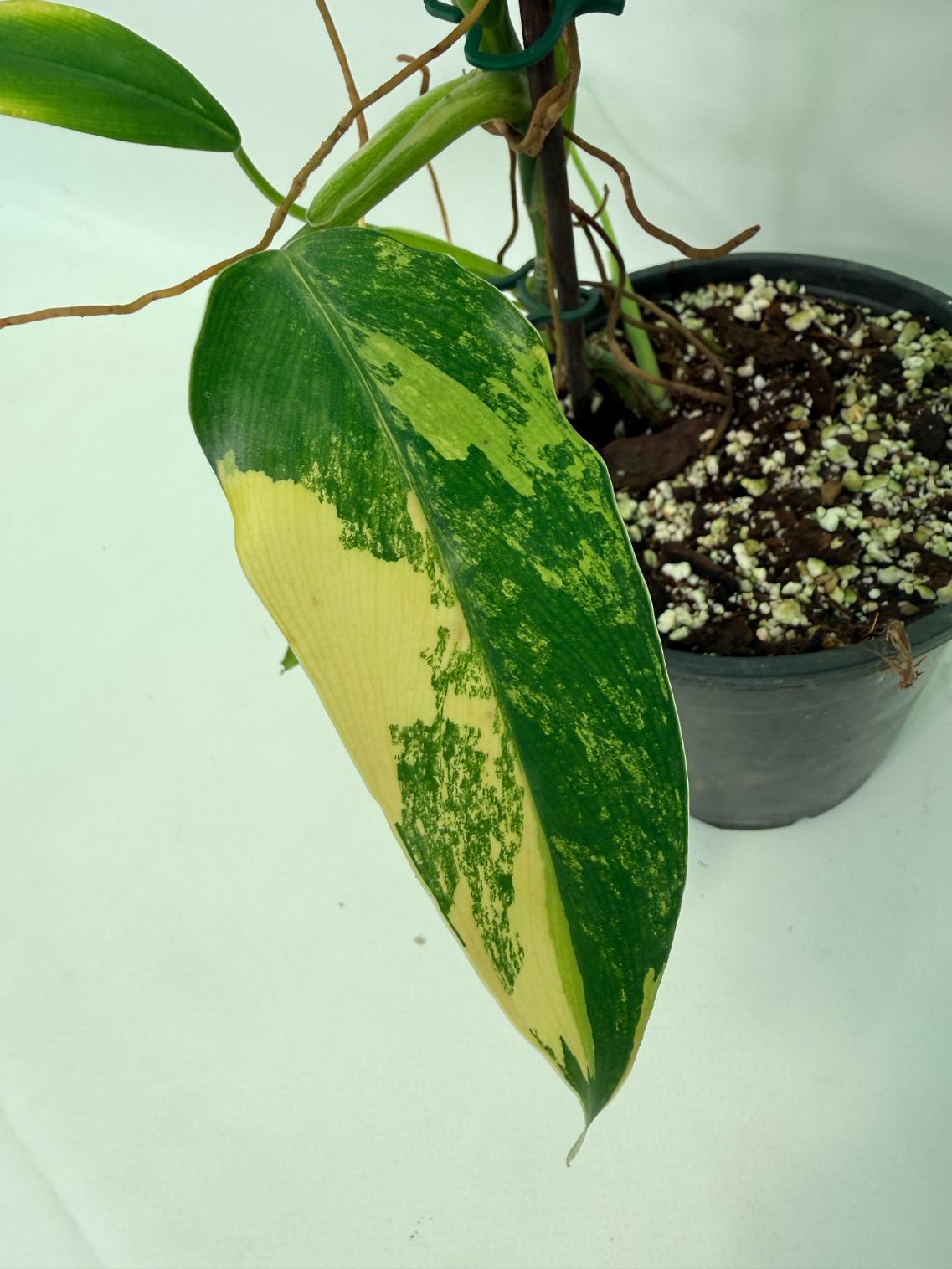 Philodendron Domesticum Variegata 04