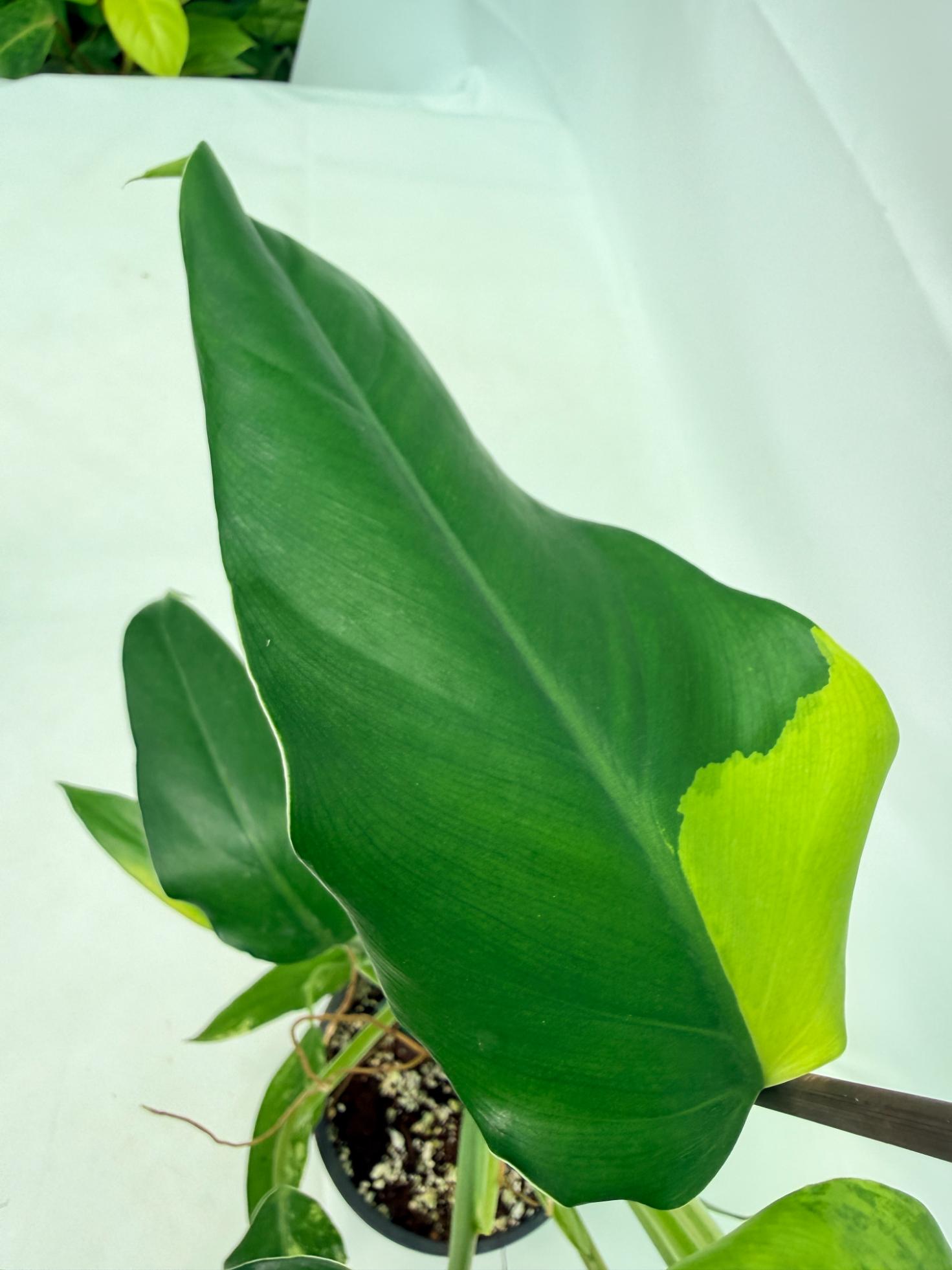 Philodendron Domesticum Variegata 05