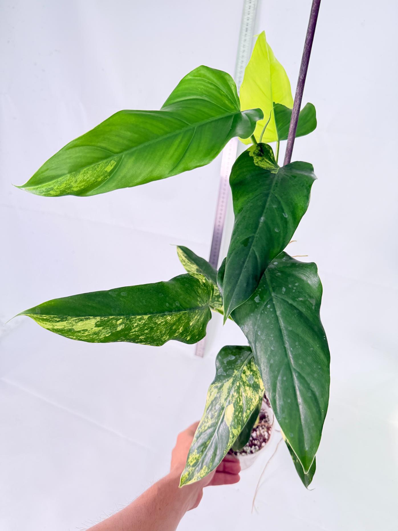 Philodendron Domesticum Variegata 8