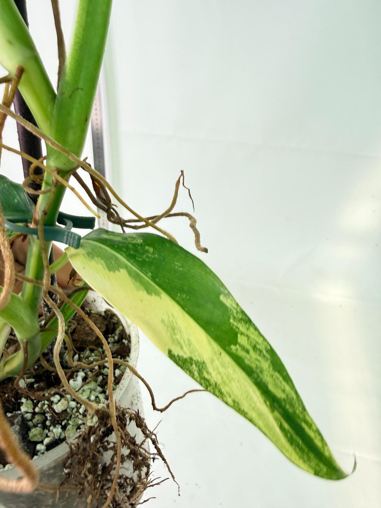 Philodendron Domesticum Variegata 10