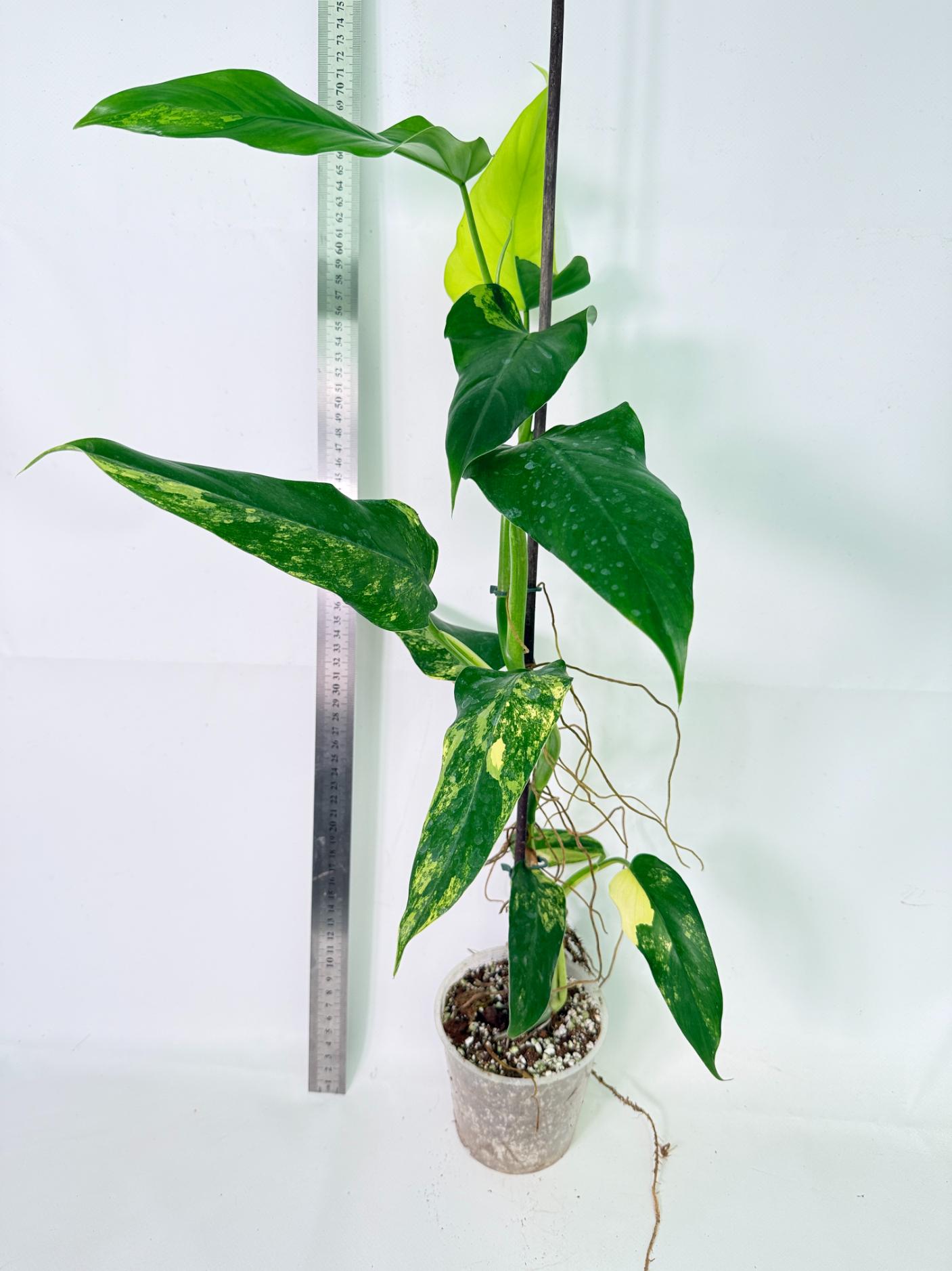 Philodendron Domesticum Variegata 1
