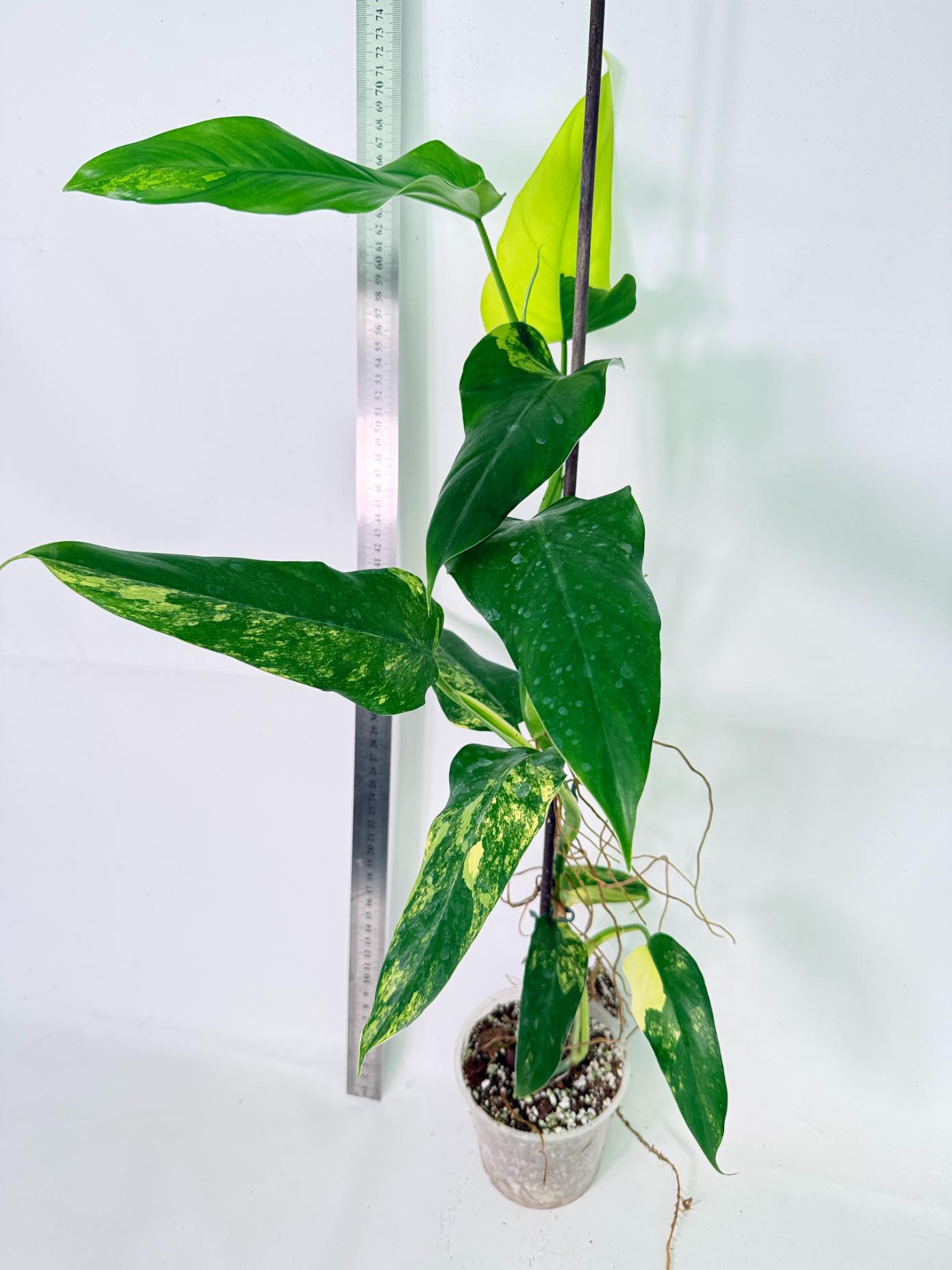Philodendron Domesticum Variegata 3