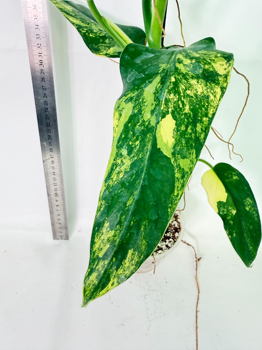 Philodendron Domesticum Variegata 2