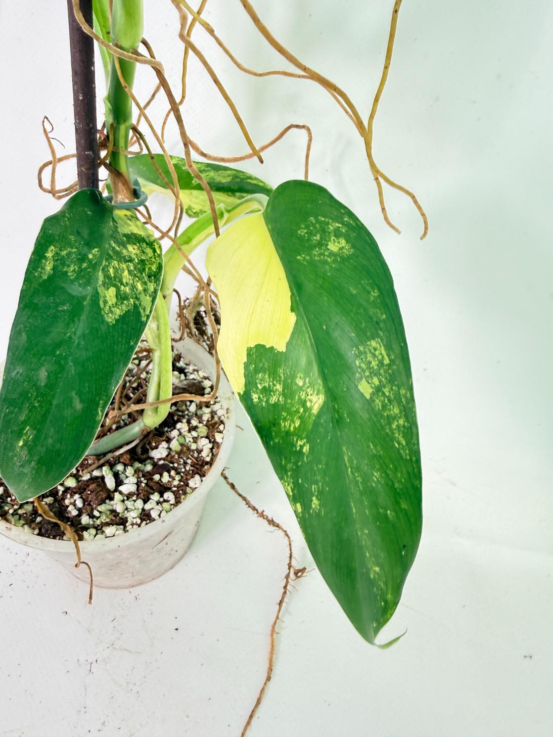 Philodendron Domesticum Variegata 4