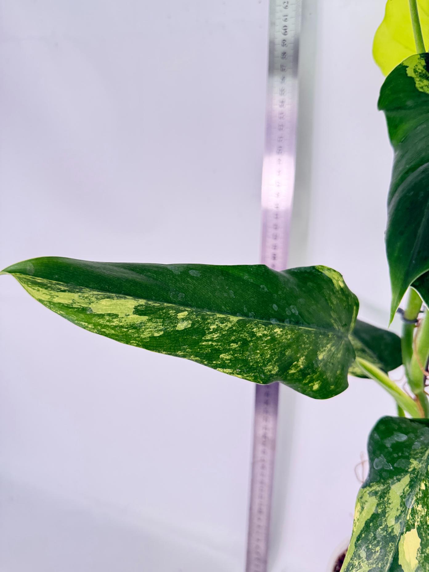 Philodendron Domesticum Variegata 5
