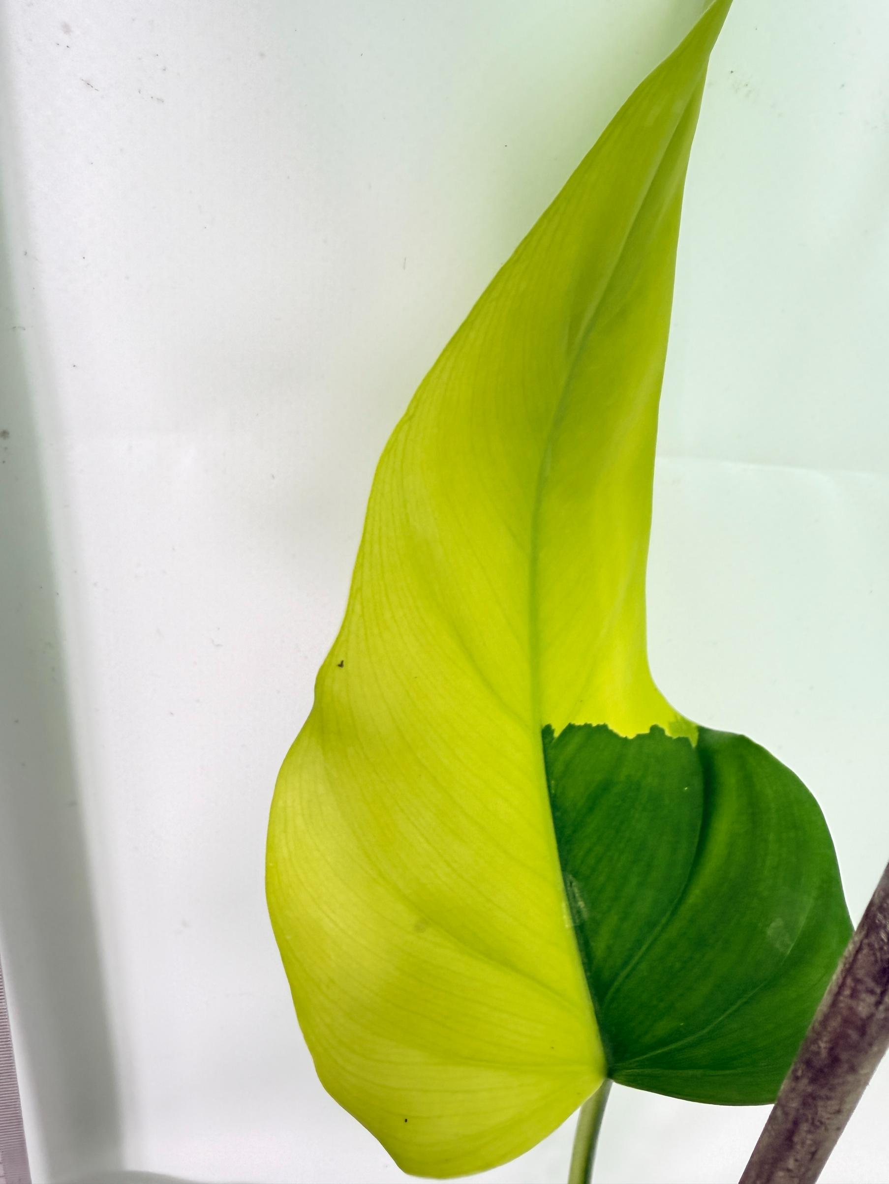Philodendron Domesticum Variegata 6