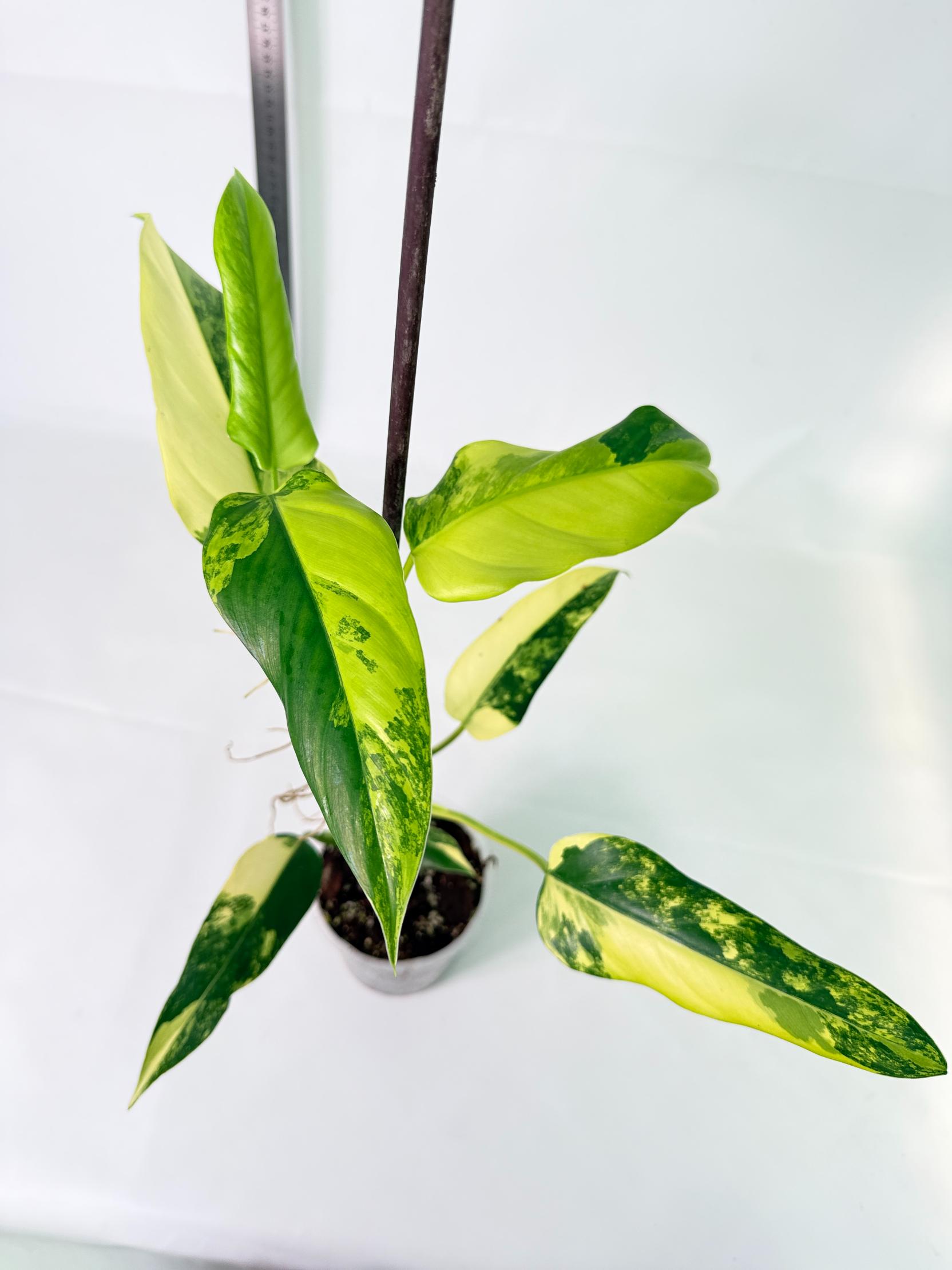 Philodendron Domesticum Variegata 2