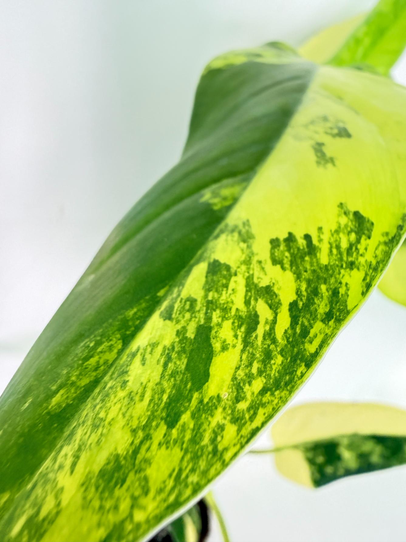 Philodendron Domesticum Variegata 9