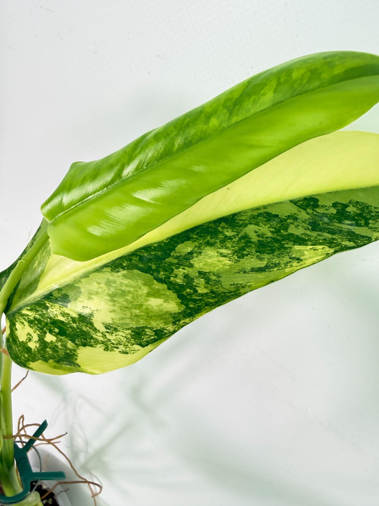 Philodendron Domesticum Variegata 10