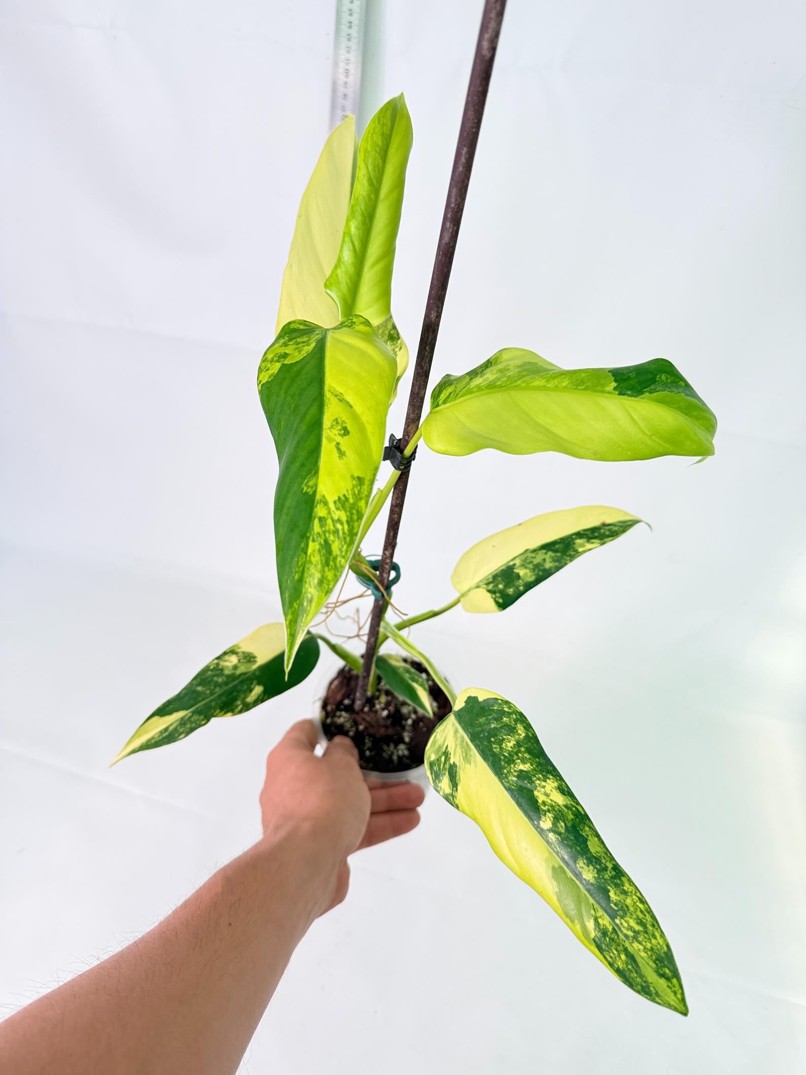 Philodendron Domesticum Variegata 11