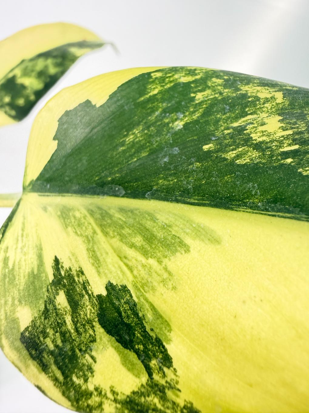 Philodendron Domesticum Variegata 12