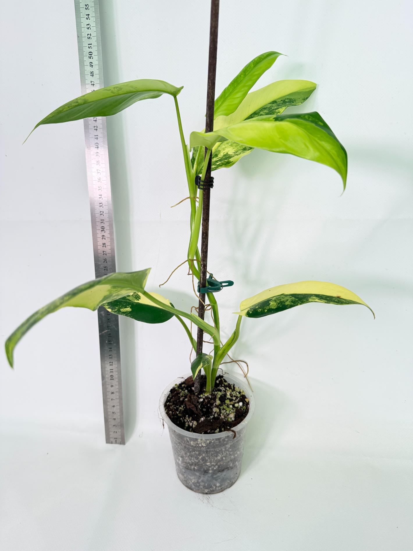 Philodendron Domesticum Variegata 1