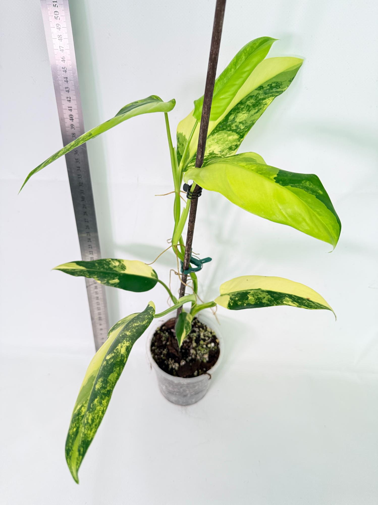 Philodendron Domesticum Variegata 4
