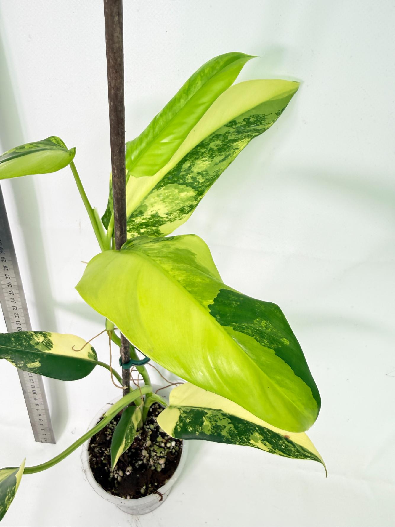 Philodendron Domesticum Variegata 3