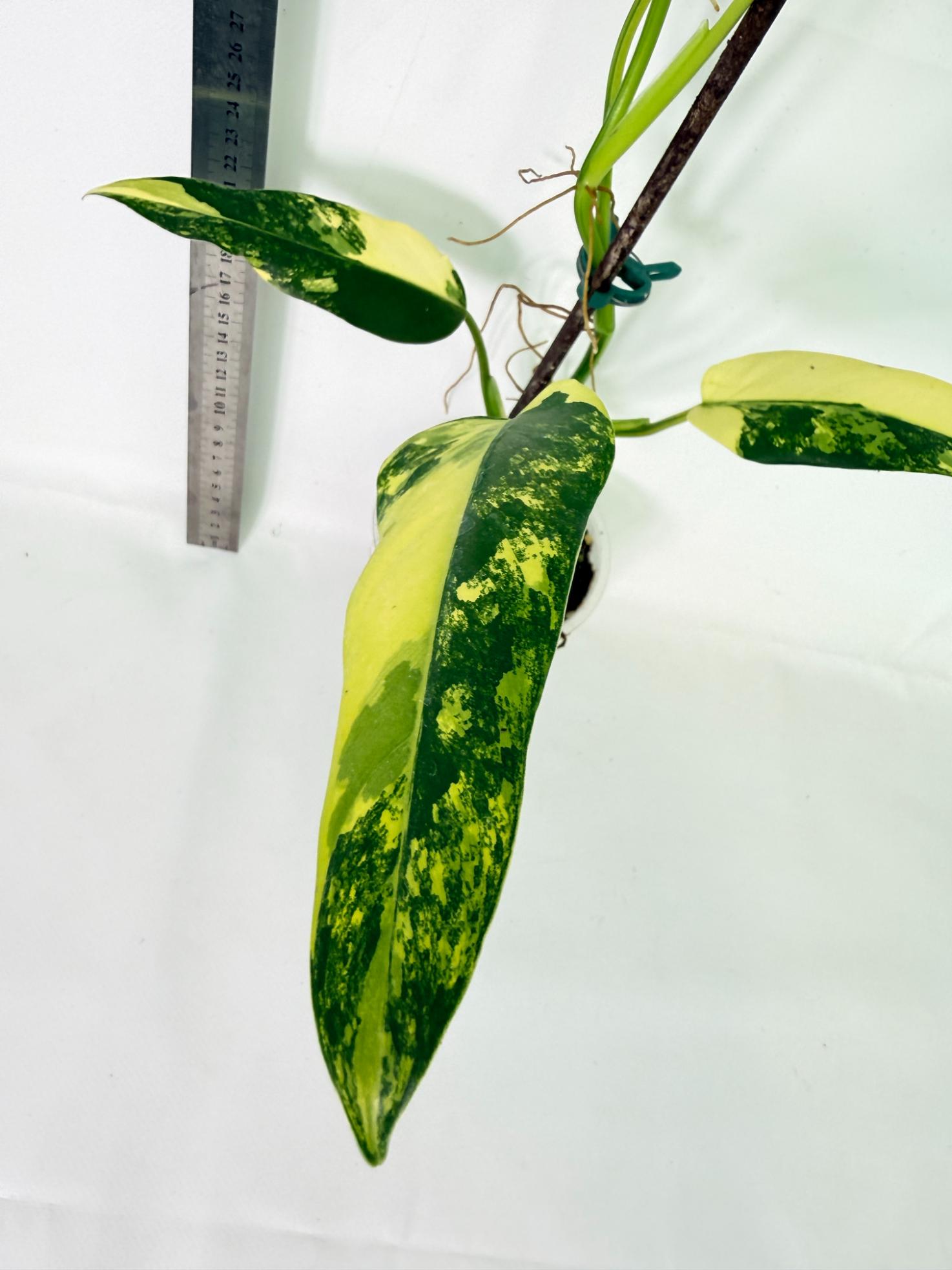 Philodendron Domesticum Variegata 5