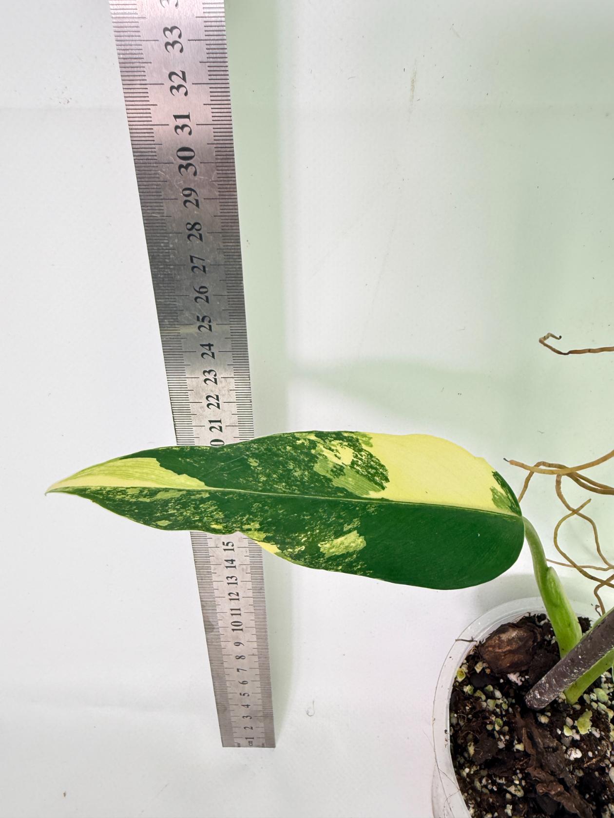 Philodendron Domesticum Variegata 6