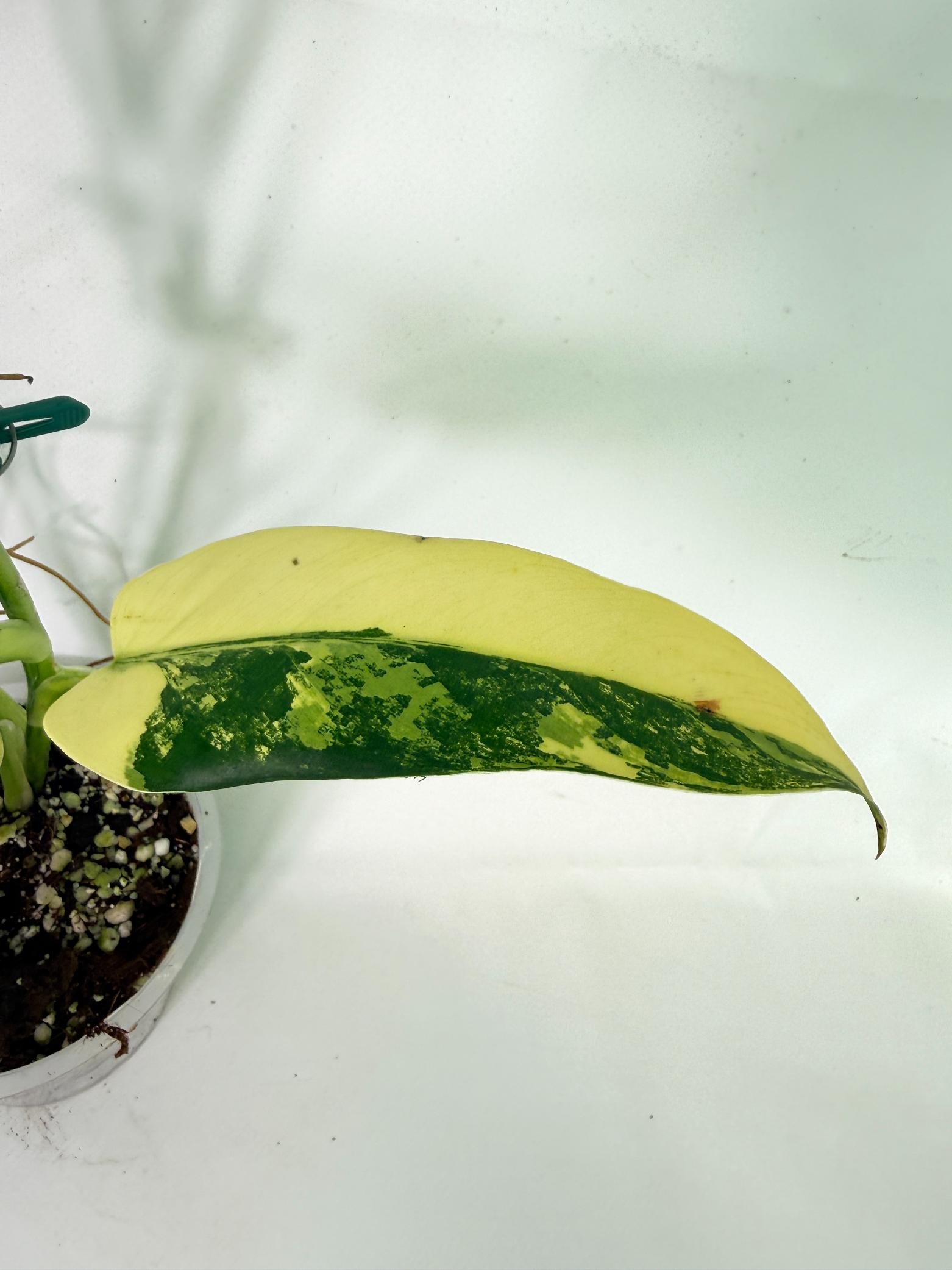 Philodendron Domesticum Variegata 7