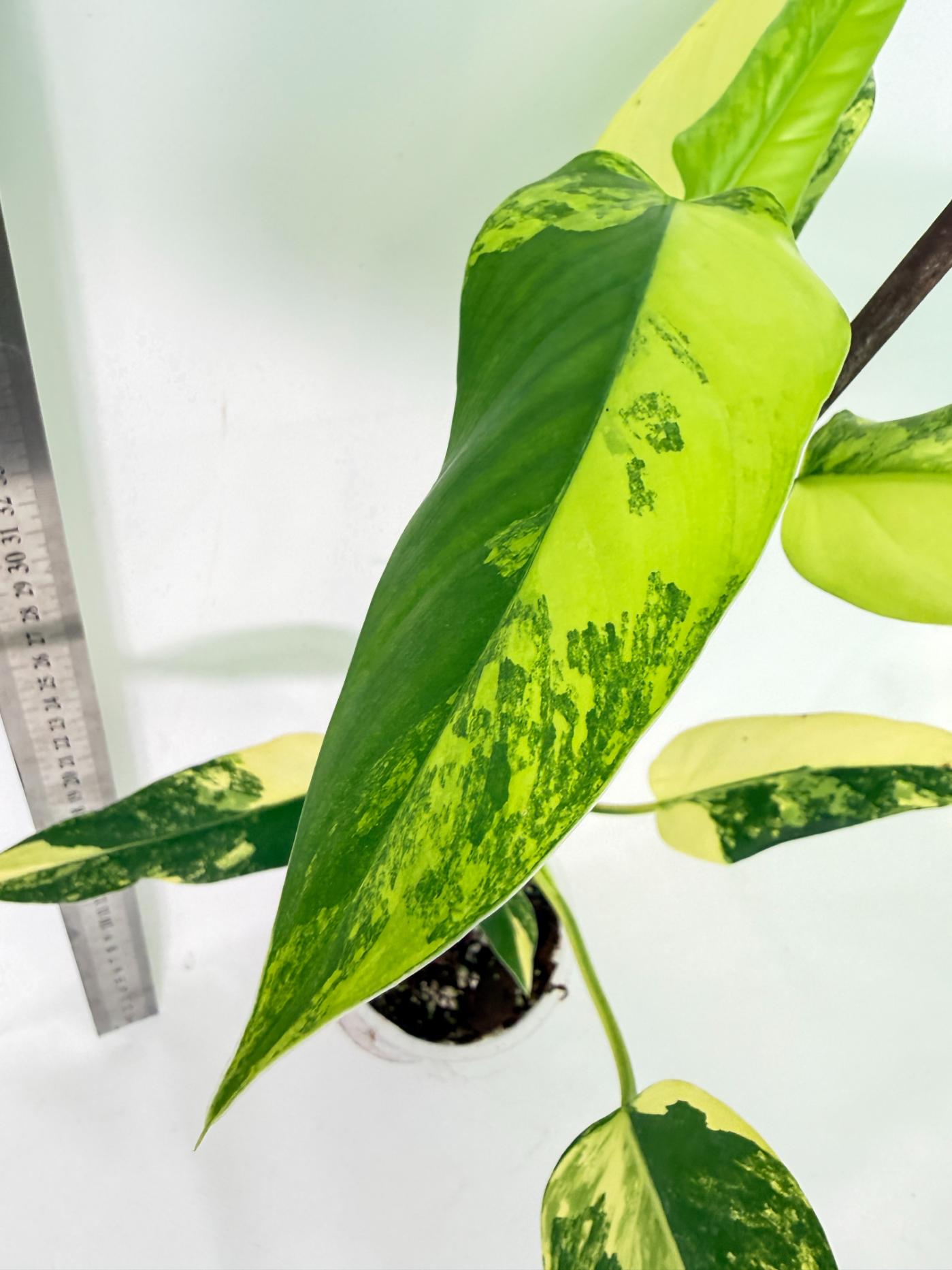 Philodendron Domesticum Variegata 8