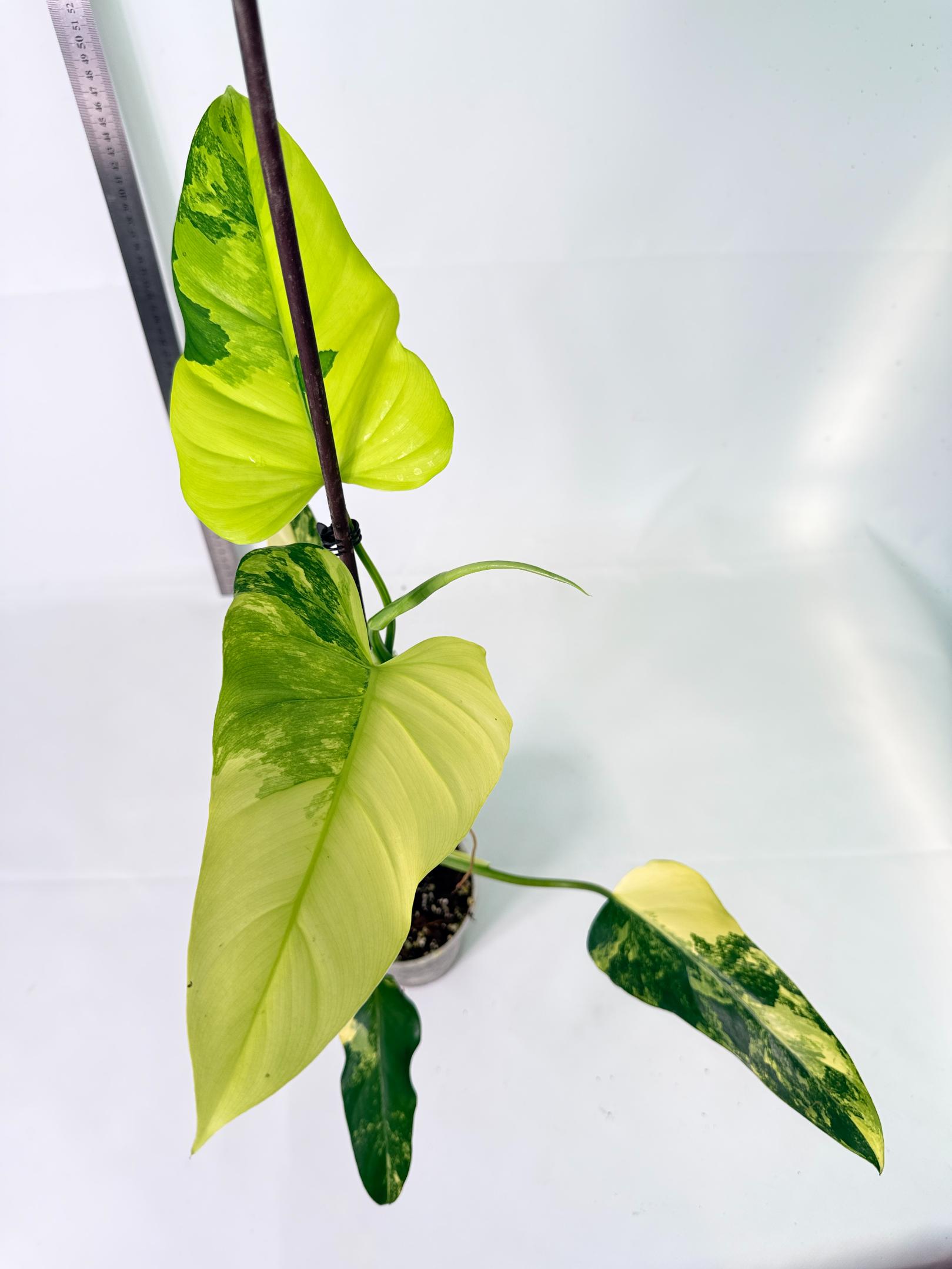 Philodendron Domesticum Variegata 2
