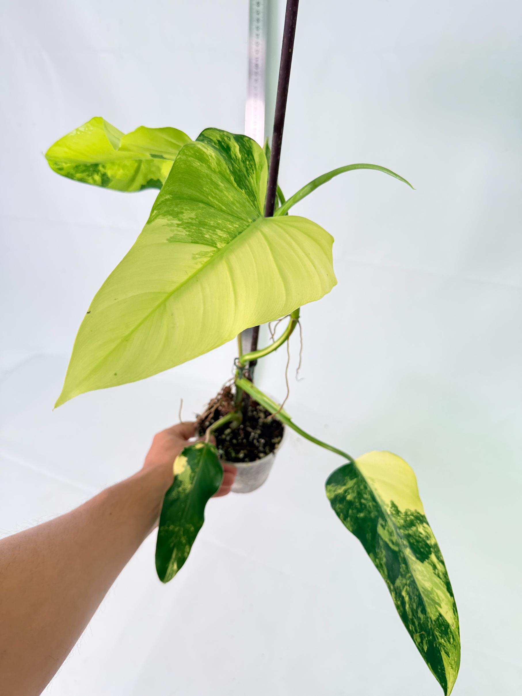 Philodendron Domesticum Variegata 9