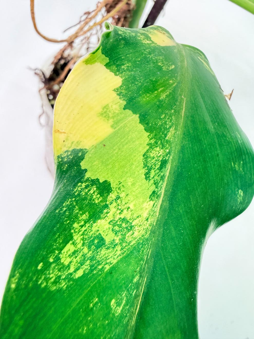 Philodendron Domesticum Variegata 10
