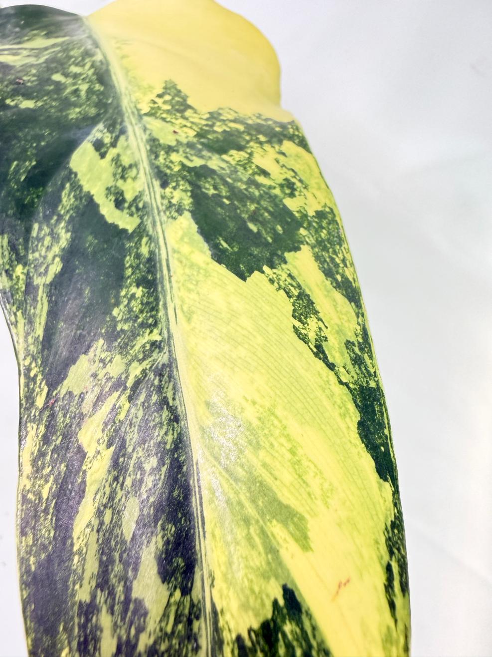 Philodendron Domesticum Variegata 11