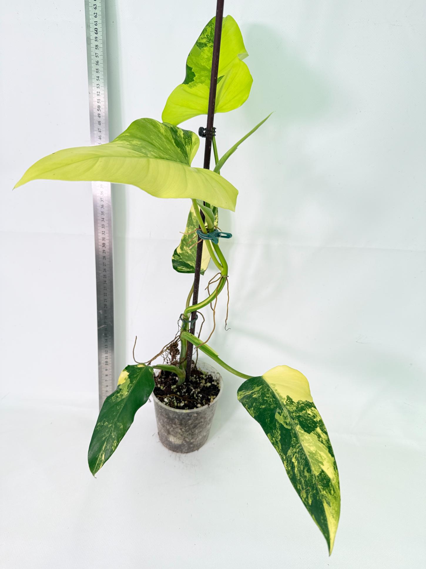 Philodendron Domesticum Variegata 1