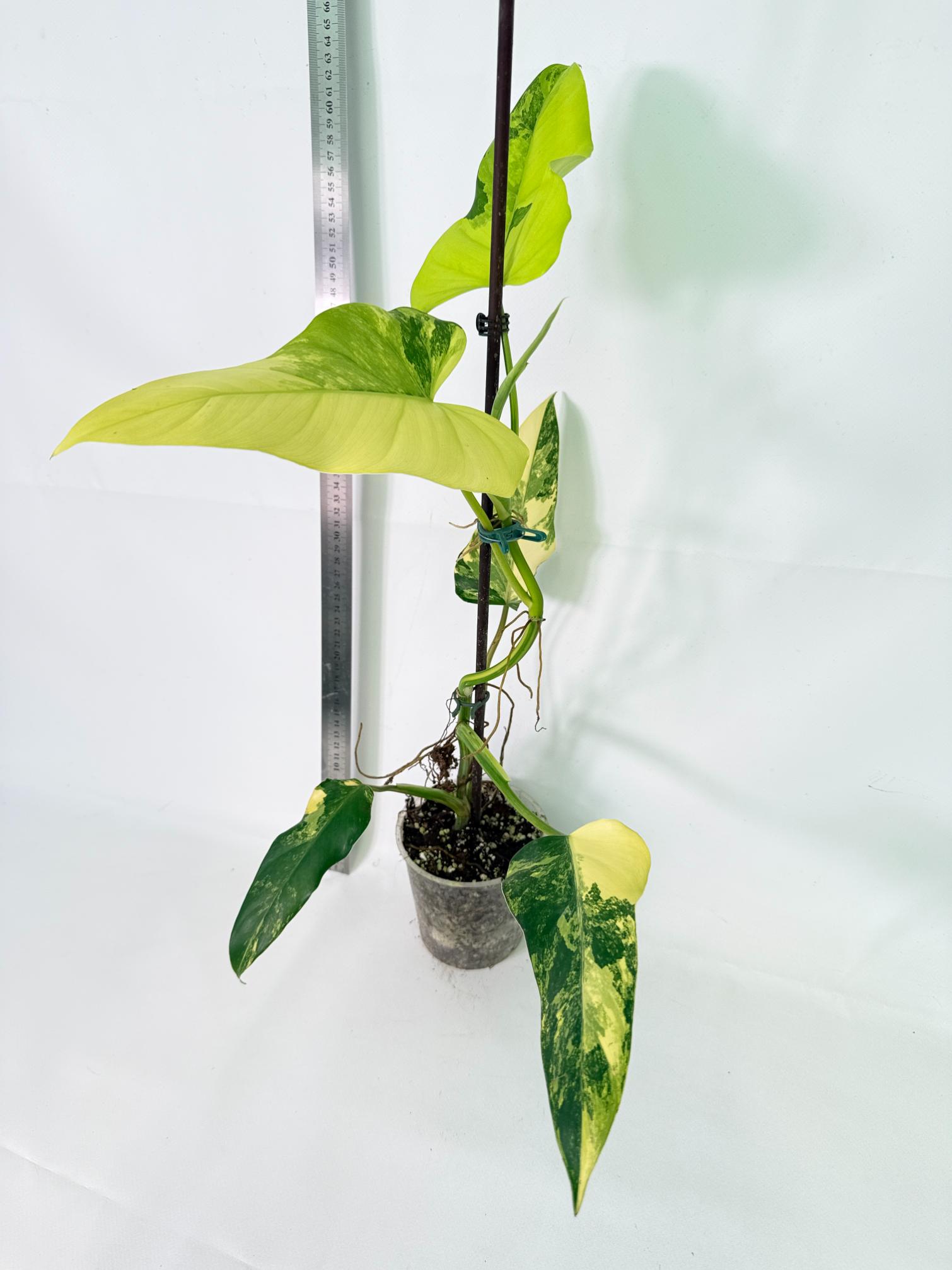 Philodendron Domesticum Variegata 4
