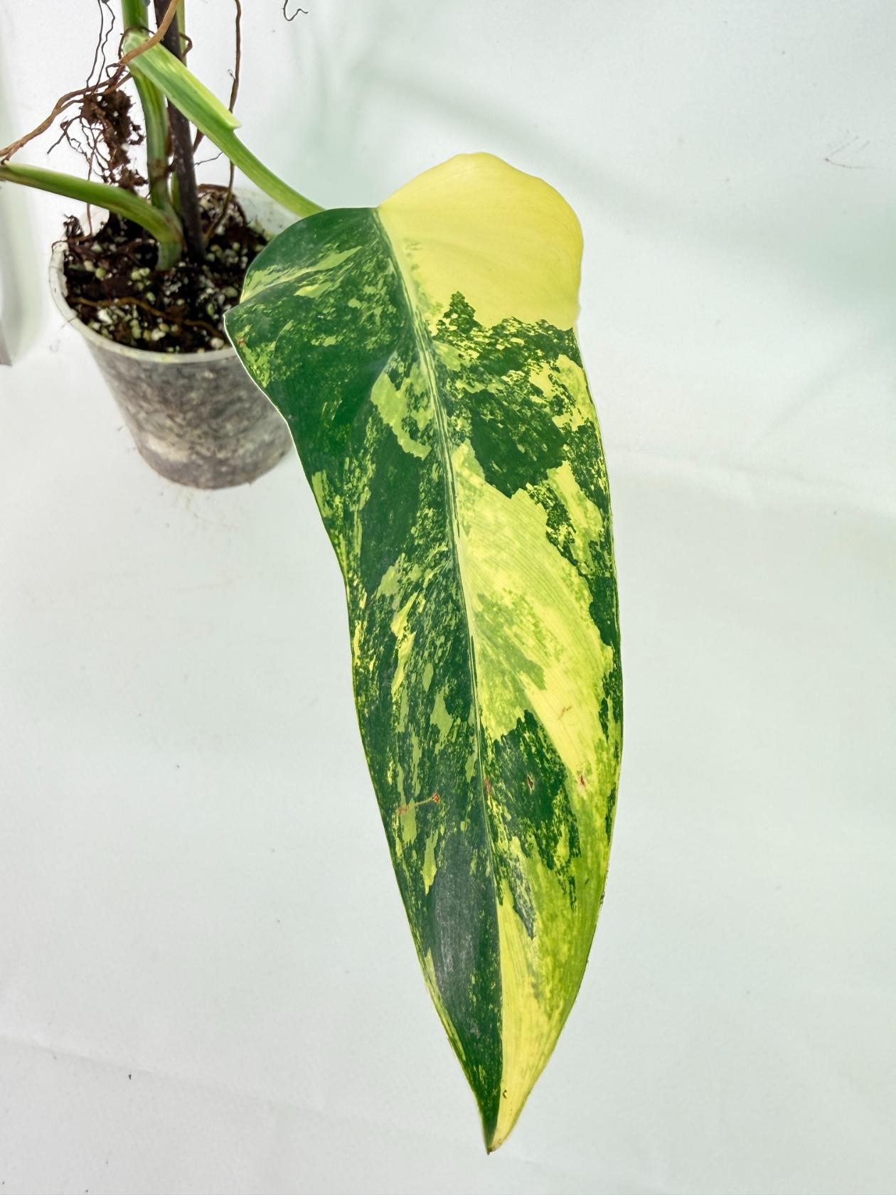 Philodendron Domesticum Variegata 5